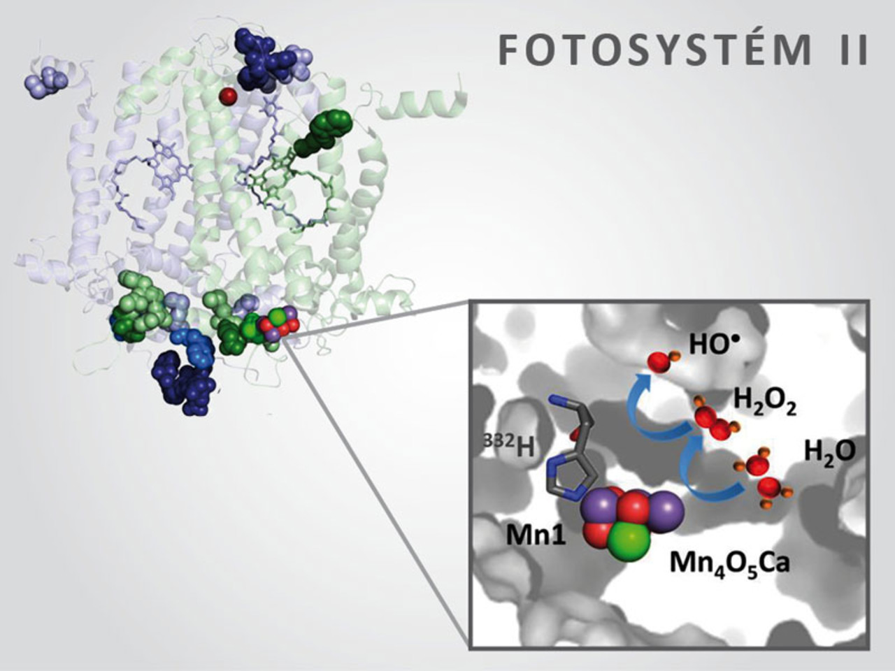 Free photosynthesis store