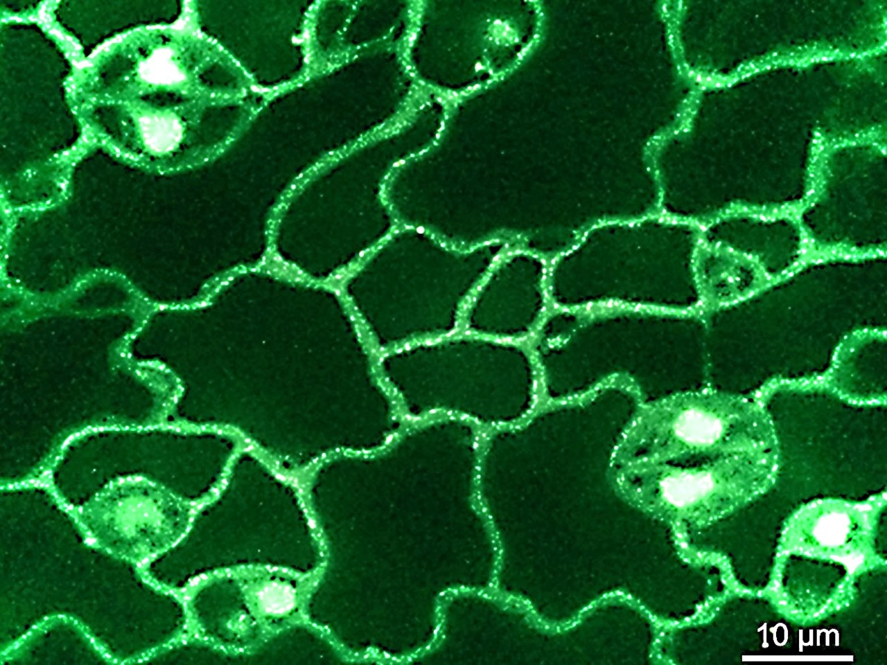 CRH scientists sum up their long-term research in the Annual Review of Plant  Biology: Univerzita Palackho v Olomouci